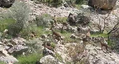 Besni'de dağ keçileri sürü halinde görüntülendi