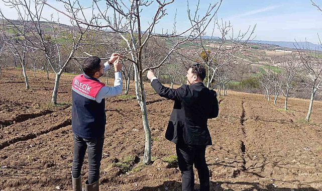 Bilecik'te don afeti sonrası hasar tespit çalışmaları devam ediyor