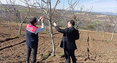 Bilecik'te don afeti sonrası hasar tespit çalışmaları devam ediyor
