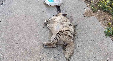 Birecik'te nesli tükenme tehlikesindeki çizgili sırtlan telef oldu