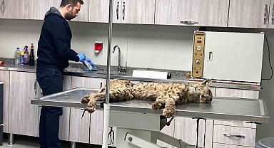 Bitlis'te bitkin hale bulunan vaşak koruma altına alındı