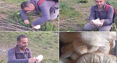 Bitlis'te dağ mantarı çıkmaya başladı