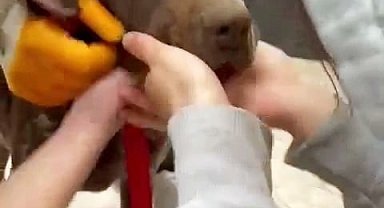 Boğazına ağaç parçası takılan köpeğin yardımına vatandaşlar koştu