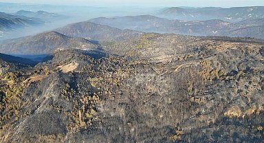 Bolu'da ormanlar küllerinden doğacak: 5 milyondan fazla fidan toprakla buluşacak