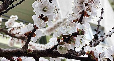 Burdur için zirai don uyarısı