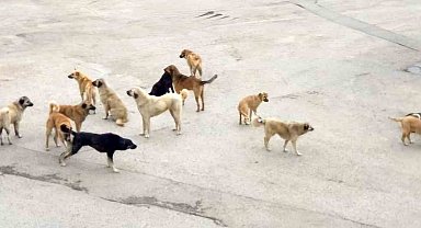 Burdur'da komşusuna giderken köpeklerin saldırısına uğrayan yaşlı kadın yaralandı