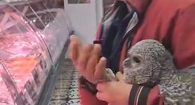 Bursa'da yuvasından düşen baykuş kasaba götürüldü