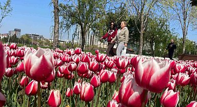 Bursa'ya lale çok yakışıyor