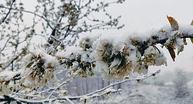 Çanakkale'de kiraz ağaçları beyaza büründü