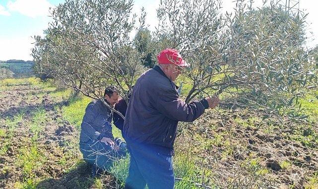Çanakkale'de zeytin üreticilerine uygulamalı budama ve aşılama eğitimi