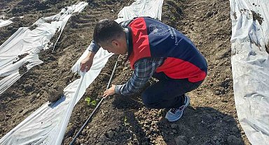 Çanakkale'de zirai donun ardından hasar tespit çalışmaları