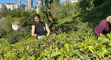 Çay bahçesinden, Dünya Şampiyonası'na