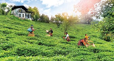 Çay topraklarına can suyu... Rize, Trabzon ve Artvin'de çay bahçelerinde verim arttı