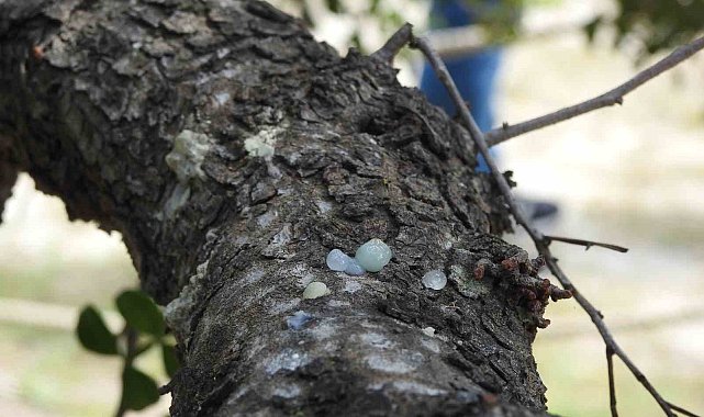 Çeşme'nin coğrafi işaretli 'damla sakızı', yüksek fiyatı ve ekonomik potansiyeliyle dikkat çekiyor