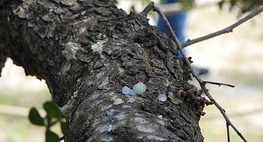 Çeşme'nin coğrafi işaretli 'damla sakızı', yüksek fiyatı ve ekonomik potansiyeliyle dikkat çekiyor