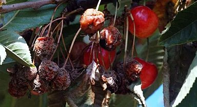 Çiftçilere 'çiçek monilyası hastalığı' uyarısı