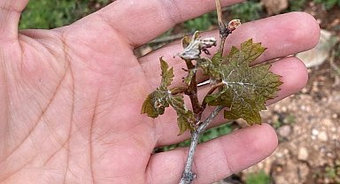 Çiftçilerin cabası yetmedi, don tarım arazilerine büyük zarar verdi