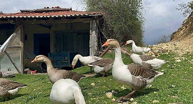 Çiftçilerin gelir kapısı oldu: Kaz yumurtası büyük ilgi görüyor