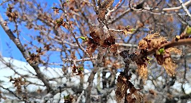Çiftçiyi 'don' perişan etti! Borçlar ertelenmeli, afet bölgesi ilan edilmeli!