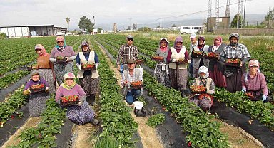 Coğrafi işaretli Silifke çileği Rusya, Ukrayna ve Katar'a ihraç ediliyor