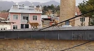 Dağ Keçileri evlerin ve tarihi caminin çatısına çıktı