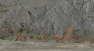 Dağ keçileri kara yoluna indi