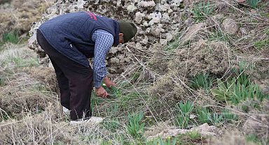 Dağlarda çiriş otu bereketi