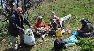 Dağlarda doğal olarak yetişen pancarlar yüzlerce aileye geçim kaynağı oluyor