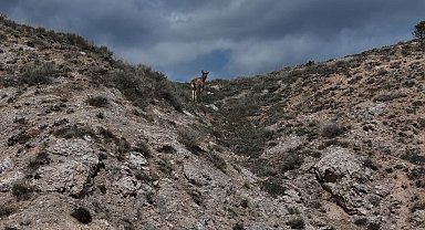 Dağların usta tırmanıcıları dron ile görüntülendi