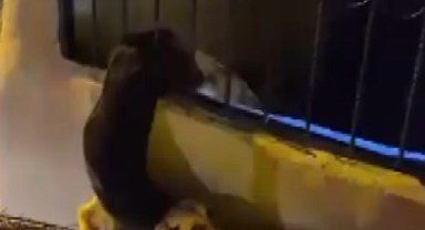 Demir korkuluklarda sıkışan köpeği itfaiye kurtardı