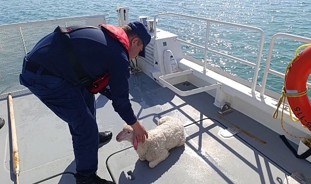 Denizde sürüklenen kuzuyu Sahil Güvenlik kurtardı