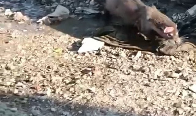 Denizden gelen misafir