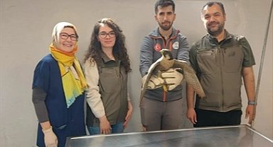 Denizli Büyükşehir yaralı akdoğanı hayata döndürdü