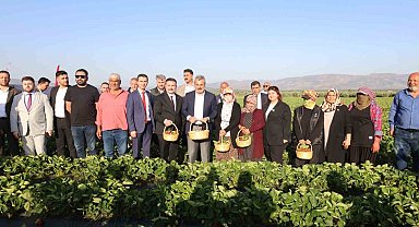 Depremzede çiftçiyi kalkındıracak projede çilek hasadına başlandı