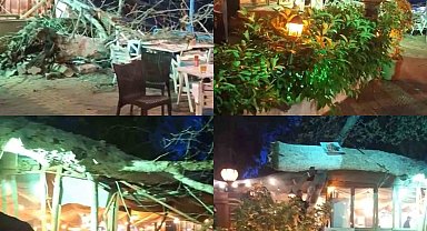 Devasa ağaç yıkıldı, 2 kişi hafif yaralandı