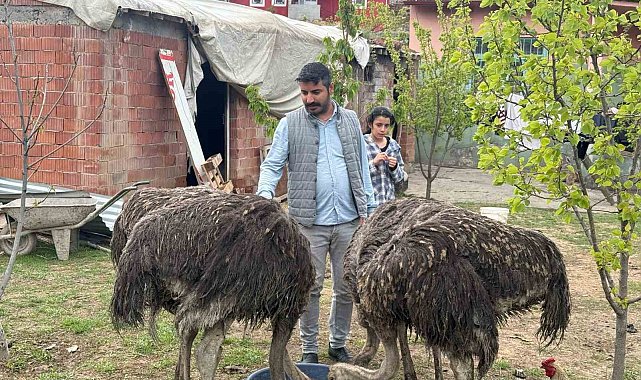 Deve kuşları Tuzluca'nın yeni maskotları oldu