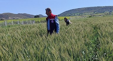 Didim'de tarımsal kontroller tamamlandı, tarlalarda hastalık ve zararlıya rastlanmadı