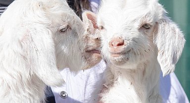 Doğal yaşam parkı'nda yavru heyecanı