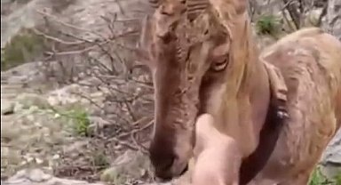 Doğaya salınan yaban keçisiyle vatandaşın sıcak diyaloğu yürekleri ısıttı