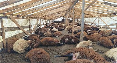 Doğubayazıt'ta şiddetli rüzgar, 280 küçükbaş hayvanın telef oldu