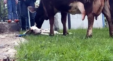 Doğum sancısı çeken ineği, belediye ekipleri doğurttu