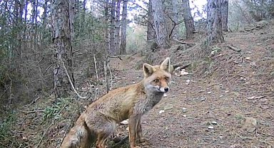 Domuz, karaca, kurt sürüsü ne ararsan var: Gizemli kediyi bile görüntüledi