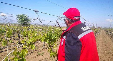 Don afetinin sadece Sarıgöl'e zararı 2,25 milyar TL