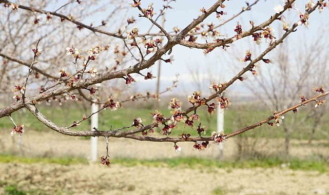 Dondan etkilenen kayısıda hasar tespit çalışmaları başladı