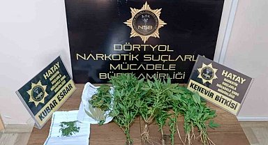 Dörtyol'da hint keneviri operasyonu