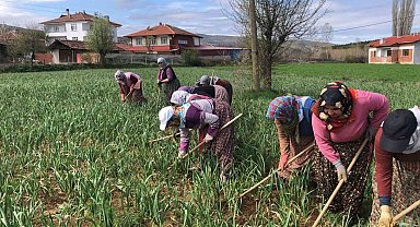 Dünyaca ünlü Taşköprü sarımsağının çapalama dönemi başladı