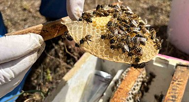 El ele veren gelin-görümce ülkenin ana arı ihtiyacını karşılıyor