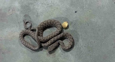 Elazığ Elysium AVM'de görülen zehirli engerek yılanı korkuttu