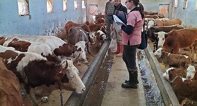 Elazığ'da aşılama ve küpeleme çalışması sürüyor