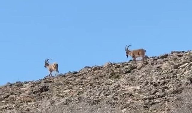 Elazığ'da dağ keçileri görüldü